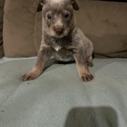 Copper - Red mottled male Australian Cattle Dog puppy in Floyd, Virginia from Southern Charm Heelers