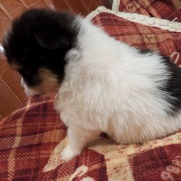 Luna - Black and tan parti female Pomeranian puppy in California from TD Dream Poms