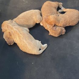 Goldendoodle puppies from Pikes Peak Doodles