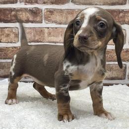 Phoebe - Dapple female Dachshund puppy in Industry, Illinois from KDKs Kennels
