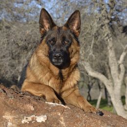 German Shepherds and Labrador Retrievers from Varian Kennels