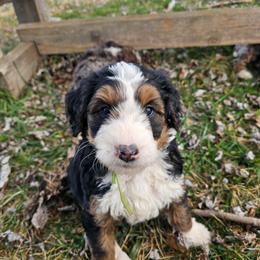 Green collar - Tri-color female Bernedoodle puppy in Shelby, North Carolina from Forever Grateful Doodles