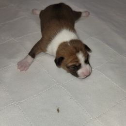 Boy 2 - Red and white Basenji puppy in Branchburg, New Jersey from Maringa Basenji