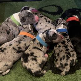 Toy Australian Shepherd puppies from Fairway Furries