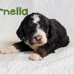 Clarnella - Tri-color female Bernedoodle puppy in Gentry, Arkansas from WWBar Bernedoodles