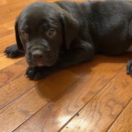 Dark Blue Collar Female - Black female Cane Corso puppy in Jasper, Alabama from C&M Cane Corso