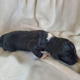 Poppy - Black female Sheepadoodle puppy in Bellevue, Iowa from Fluffy Wonders Poms and Doodles