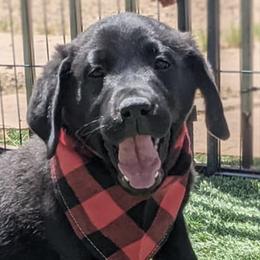 Dilute Retrievers and Labrador Retrievers from Golder Ranch Labradors