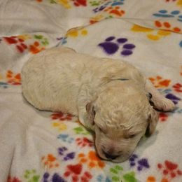 Goldendoodle Puppies from Lauralyn's Goldendoodles