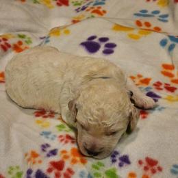 Goldendoodle Puppies from Lauralyn's Goldendoodles