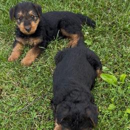 Iris - Black and tan female Airedale Terrier puppy in Huntsville, Arkansas from Airedale Acres