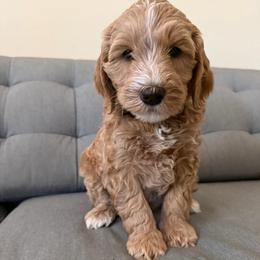 Green - Red  male Goldendoodle puppy in El Cajon, California from Golden Liberty Doodles
