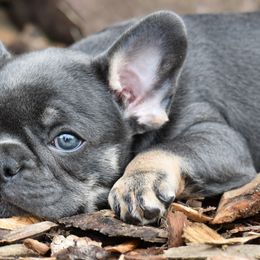 French Bulldog Puppies from Bleu Rock French Bulldogs