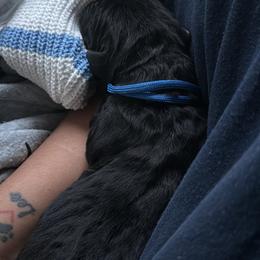 Cane Corso Puppies from Bellissima Cala Cane Corso