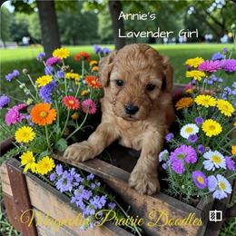Annie's Lavender Girl - Red female Cavapoo puppy in Lavon, Texas from Magnolia Prairie Doodles