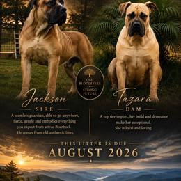 Girl 2 Fawn Blk mask (pics soon) - Fawn female Boerboel puppy in Mansfield, Texas from Dynasty Blue Ridge Boerboel