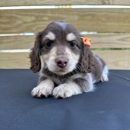 Dachshund Puppies from Lucy’s Mini Doxies