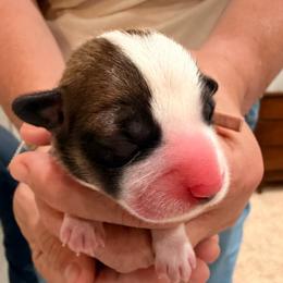 Pink girl - Red female Pembroke Welsh Corgi puppy in Woodinville, Washington from Heatherland Corgis