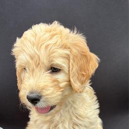 Yellow Girl - Cream female Goldendoodle puppy in Colorado Springs, Colorado from Pikes Peak Doodles