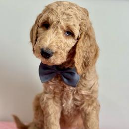 Blue - Cream male Goldendoodle puppy in Hesperia, Michigan from Red Acres Poodles & Doodles