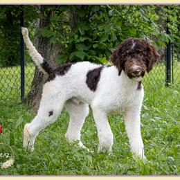 Romeo - Brown and white male Bernedoodle puppy in Connersville, Indiana from Deaz Doodle Ranch