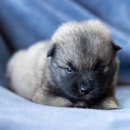 Girl 2 - female Pomsky puppy in Meredith, New Hampshire from New World Pomskies