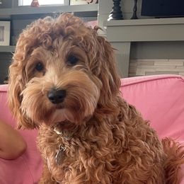 Nala - Australian Labradoodle