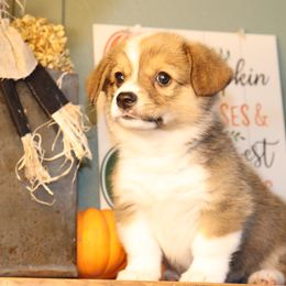 Pretty red boy with nice white markings - Red male Pembroke Welsh Corgi puppy in Missouri from Cooler Farms Corgis