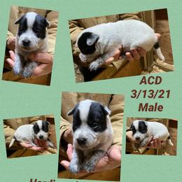 Australian Cattle Dog and Bloodhound Puppies from Hardiman’s Howlin’ Hounds/Sandi Hardiman
