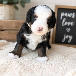 Honeycrisp - Tri-color female Bernedoodle puppy in Atwood, Oklahoma from Luxe Doodle Haven