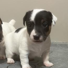 Tri colored male - Tri-color male Jack Russell Terrier puppy in Williston, Florida from CP FARMS BORDER COLLIES N JACKS CORP