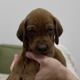 Blue Boy - Red male Redbone Coonhound puppy in Shreveport, Louisiana from BAFERD Kennels