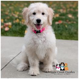 VANNA - F1 English Goldendoodle - OFA-Genetics-Microchip-2 year warranty. - Cream female Goldendoodle puppy in Jeddo, Michigan from Apple Creek Doodles