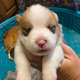 Boy 2 - Red male Pembroke Welsh Corgi puppy in Middleburg, Florida from Mulkeys Little Corgis