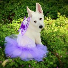 Berger Blanc Suisse Puppies from Moro Shepherds