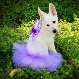 Berger Blanc Suisse Puppies from Moro Shepherds