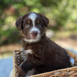 Reesie - Red tri-color female Australian Shepherd puppy in Summerville, South Carolina from Flowertown Aussies