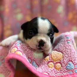 Pink - Black brindle and white female Boston Terrier puppy in Philippi, West Virginia from Benders Boston’s