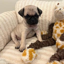 Runt girl - Fawn female Pug puppy in Athens, Alabama from Tina’s Pugs