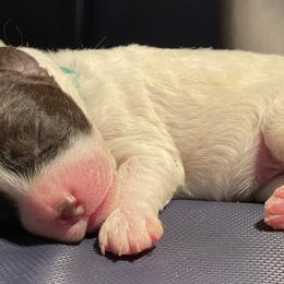 Lilliana / Lilly - White Lagotto Romagnolo puppy in Fairfield, Iowa from Adagio Lagotto