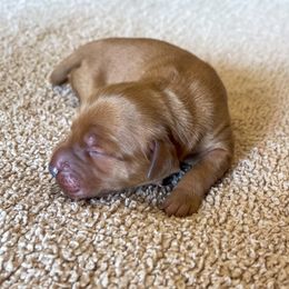 Maple - Golden female Golden Retriever puppy in Wellington, Colorado from High Country Golden Retrievers