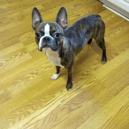 Groot - Boston Terrier