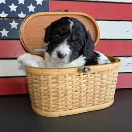 Boy 1 - Black and white male Cavapoo puppy in Nampa,, Idaho from Clig Doodle Days