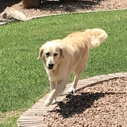 Penny  - Golden Retriever