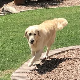 Penny  - Golden Retriever