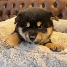 Nana - Black and tan female Shiba Inu puppy in San Francisco, California from Amber's House