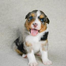 Wrangler - Blue merle male Australian Shepherd puppy in Aberdeen, North Carolina from Huckleberry Hill Aussies LLC.