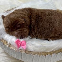 Pink Male - Apricot male Goldendoodle puppy in Great Falls, Montana from Montana Goldendoodles