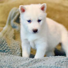 Siberian Husky Puppies from Tricia's Siberians