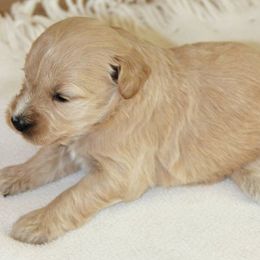 Amber Moon Goldendoodles breeder of Goldendoodle